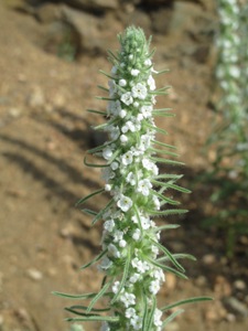 Cryptantha virgata